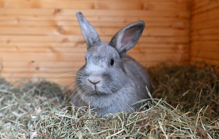 urlaub im hasenhotel tierpension nrw