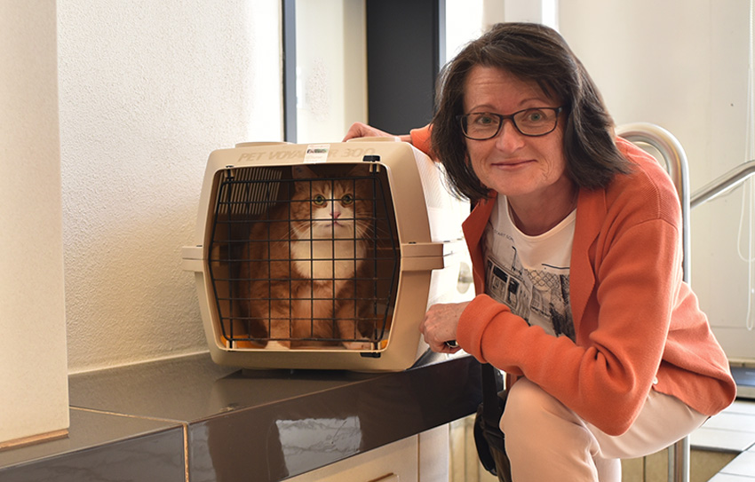 Katze entspannt in der Transportbox